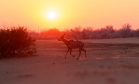 Kudu velky - Tragelaphus strepsiceros - Greater Kudu o3878